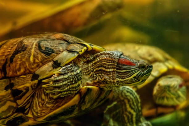 istock Beautiful turtle swims in the water 1063431444