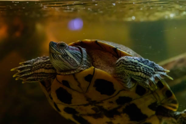 istock Beautiful turtle swims in the water 1063431470
