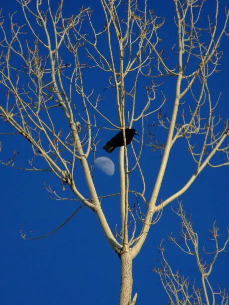The crow sitting over tree branches