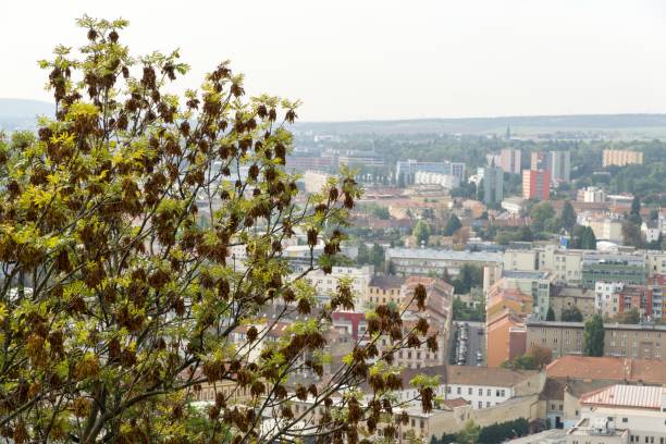View to the Brno city through trees. Czech Republic