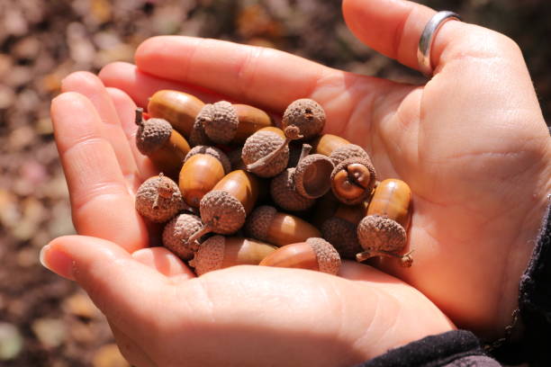 istock Young Woman Holding Acorns in Hands 1063433700