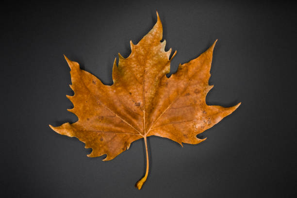 istock Texture of dry brown autumn leaf. 1063439400