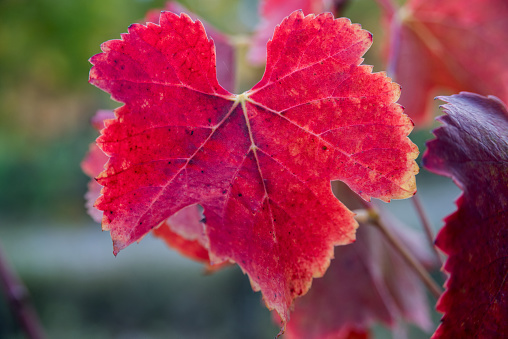 Red autumn vine leaf