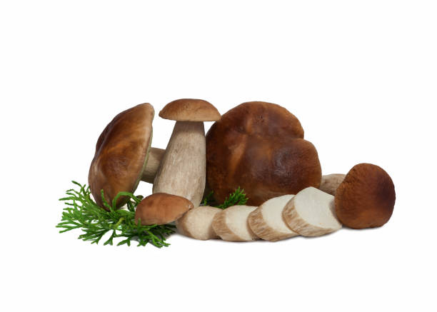 istock Group of five penny buns with slices 1063444488