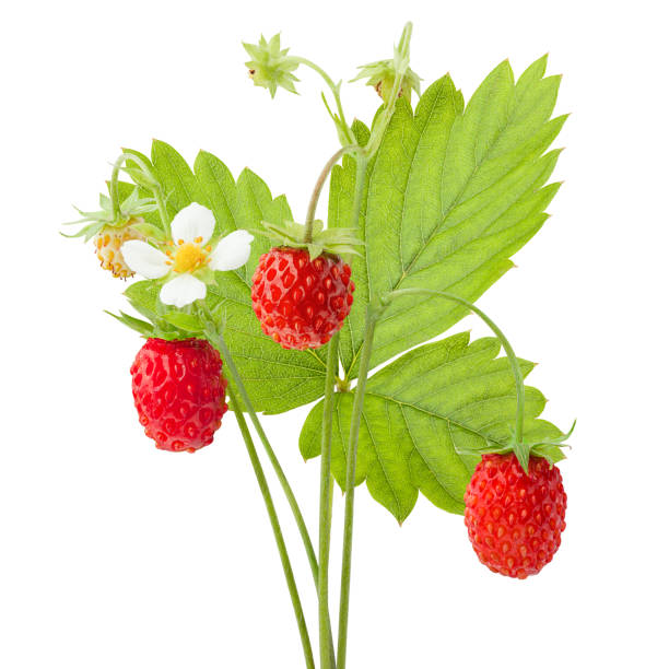 istock Wild strawberry isolated on white background, clipping path, full depth of field 1063445904