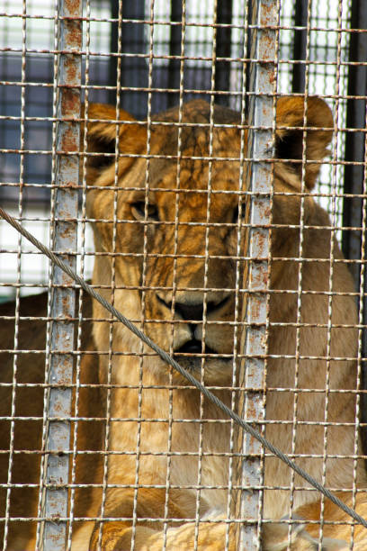 istock the lion sits in a cage and sad look through the bars 1063449270