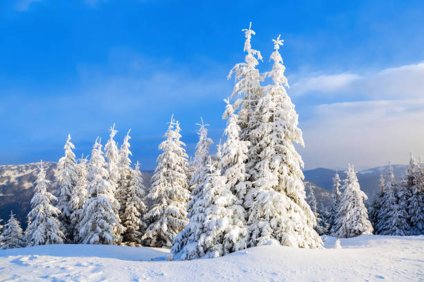 istock Fantastic fluffy Christmas trees in the snow. Postcard with tall trees, blue sky and snowdrift. Winter scenery in the sunny day. Mountain landscapes. Carpathian national park, Ukraine Europe. 1063449500