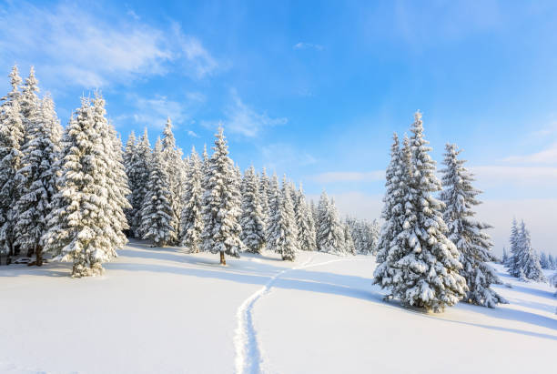 istock On the lawn covered with white snow there is a trampled path that lead to the dense forest in nice winter day. 1063452810