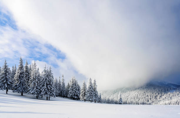 istock Fantastic fluffy Christmas trees in the snow. Postcard with tall trees, blue sky and snowdrift. Winter scenery in the sunny day. Mountain landscapes. 1063453258