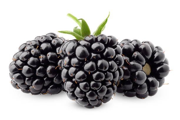 istock blackberry isolated on white background, clipping path, full depth of field 1063456494