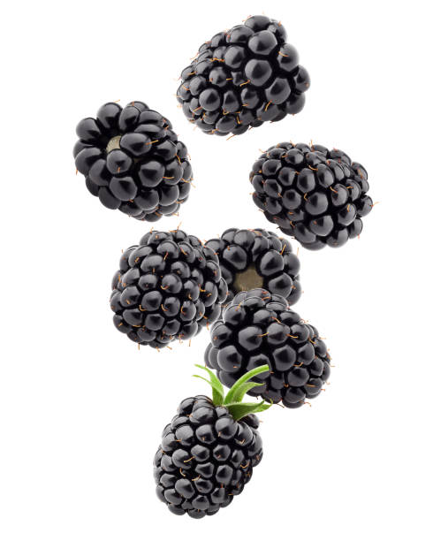 istock Falling blackberry isolated on white background, clipping path, full depth of field 1063456606