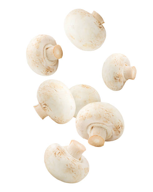 istock Falling mushroom, champignon, isolated on white background, clipping path, full depth of field 1063456680