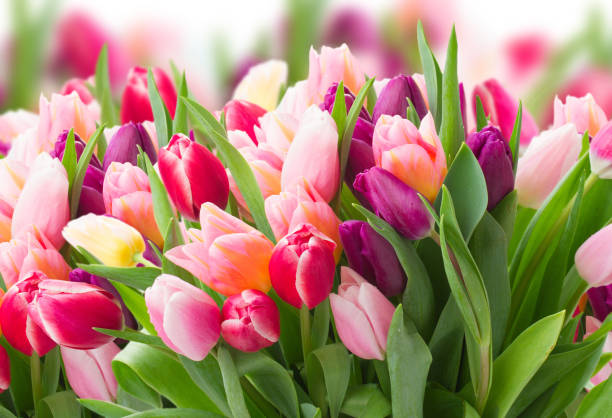 istock pink and violet tulips 1063457004