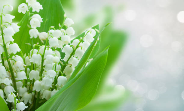 istock lilly of the valley flowers 1063457012