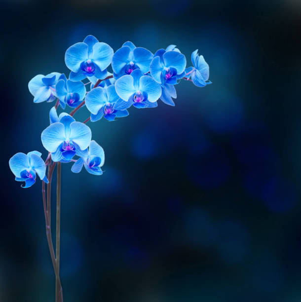 istock purple orchid branch 1063457048