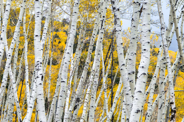 istock Aspen Trees in Fall Close-up of Tree Trunks 1063459824