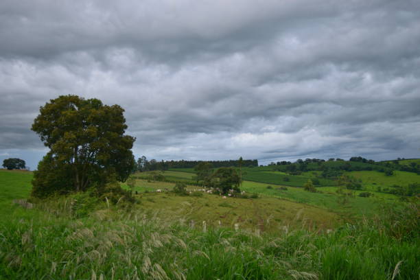 istock Cattle on a Farm field, in a Cloudy afternoon 1063462160