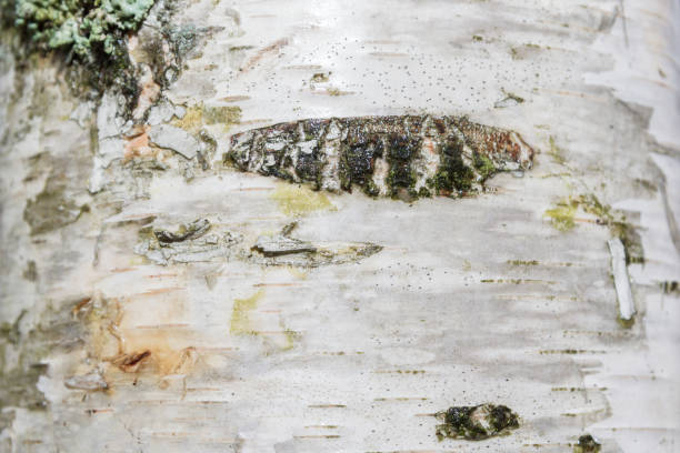 istock The bark of a white birch tree is closely photographed 1063462290