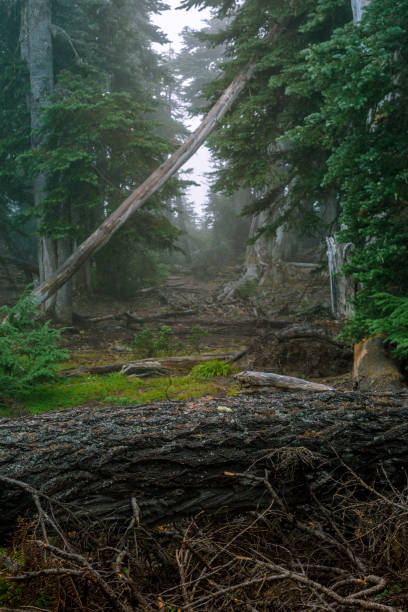 istock Skeletons of the Forest 1063465182