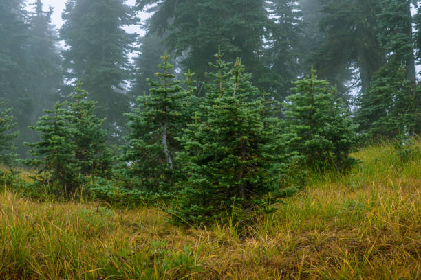 istock Skeletons of the Forest 1063465218