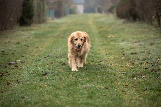 istock wet golden retriever dog 1063465486