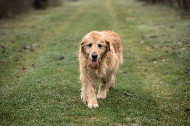 istock wet golden retriever dog 1063465508