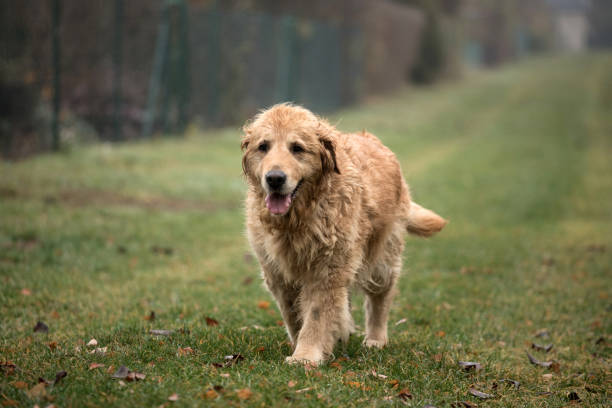istock wet golden retriever dog 1063465532