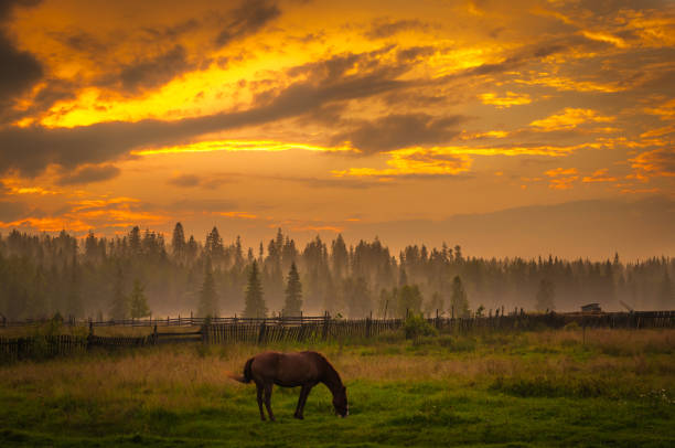 istock Horse grazing at sunset 1063466494