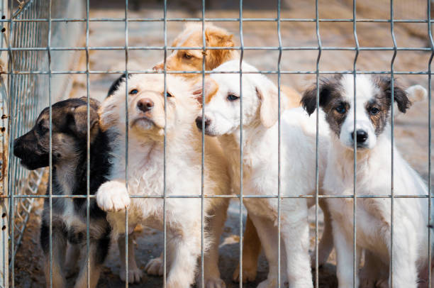 istock Puppies in animal shelter 1063466538