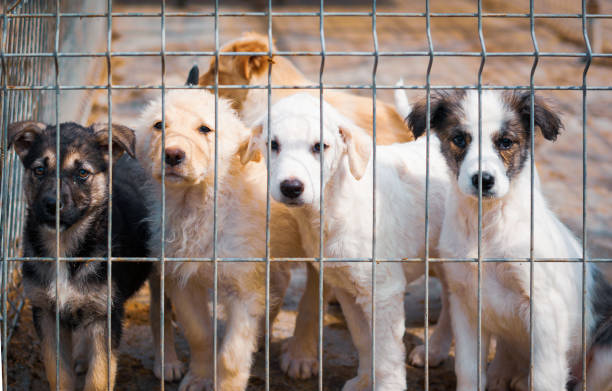 istock Puppies in animal shelter 1063466546