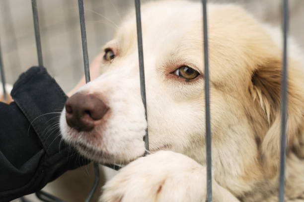 istock Puppies in animal shelter 1063466564