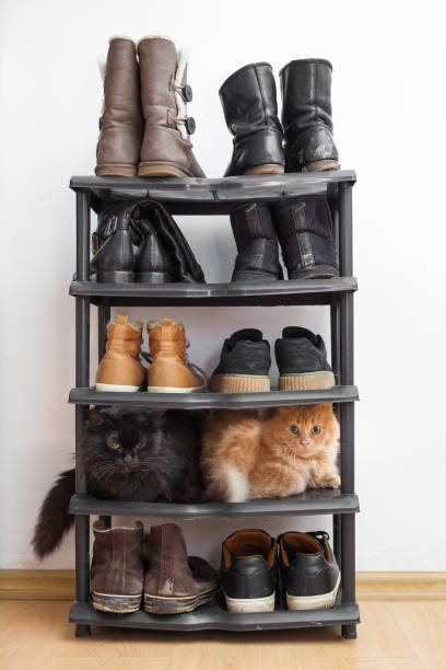 istock Cats in the shoe rack 1063466608