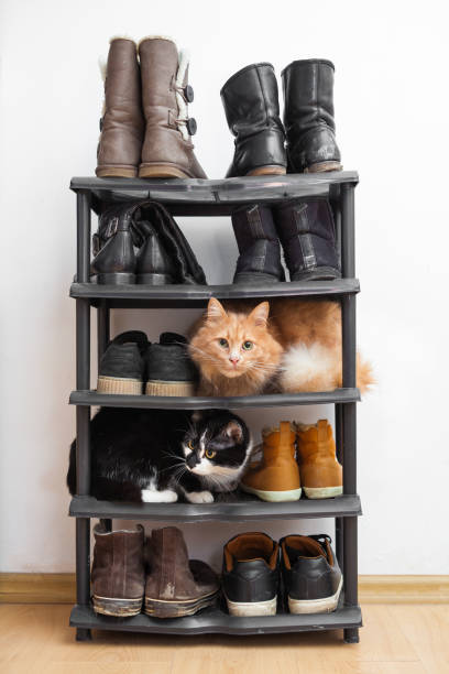 istock Cats in the shoe rack 1063467668