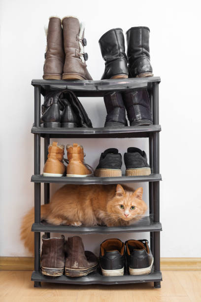 Cats in the shoe rack