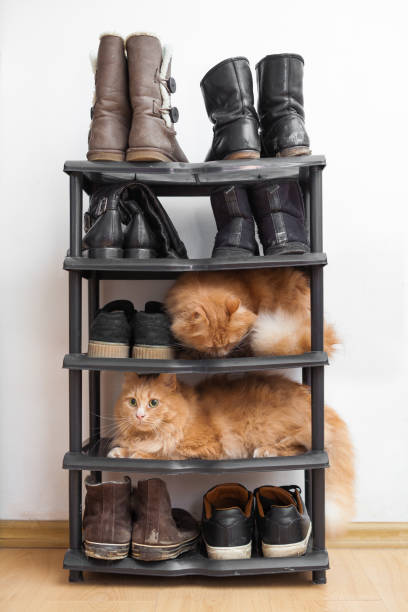 istock Cats in the shoe rack 1063467702