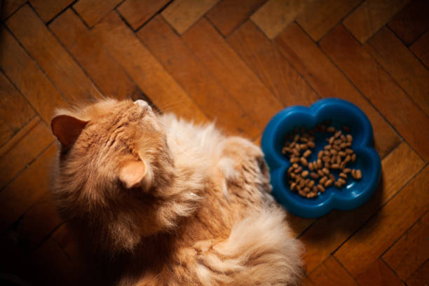 istock Cat not willing to eat, indicating potential health problem 1063469190