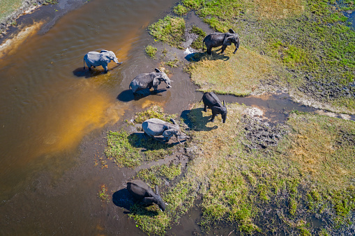 Aerial view of a group of African elephants (Loxodonta africana) in Khwai river, Moremi National Park in Okavango Delta, Botswana, Africa.