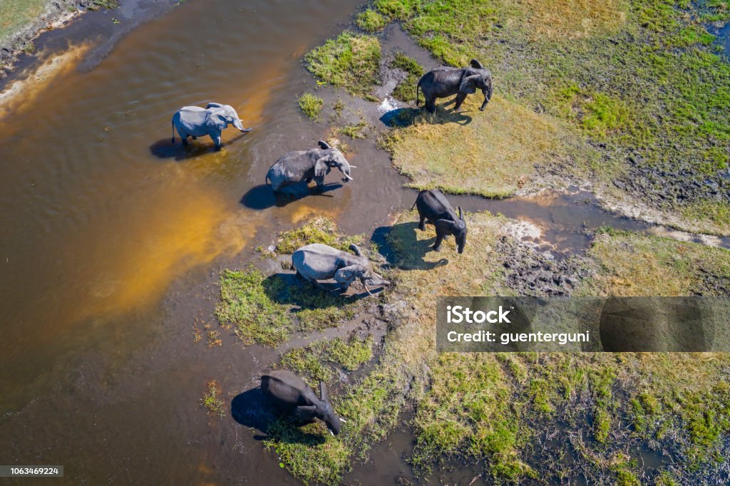 Aerial view of elephants, Okavango Delta, Botswana, Africa Aerial view of a group of African elephants (Loxodonta africana) in Khwai river, Moremi National Park in Okavango Delta, Botswana, Africa. Africa Stock Photo