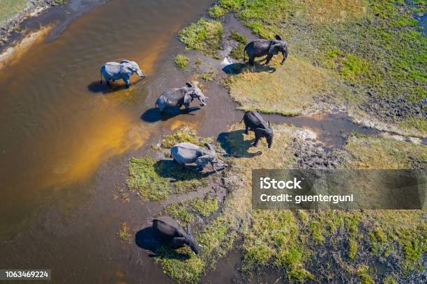 Aerial View Of Elephants Okavango Delta Botswana Africa Stock Photo - Download Image Now