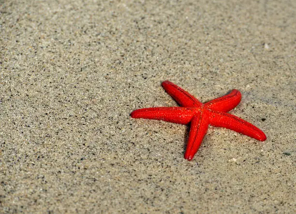 Photo of Red starfish (Echinaster sepositus) on the beach