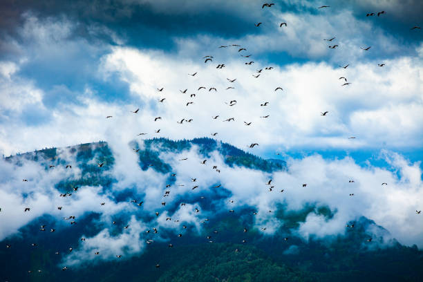 istock Flock of birds silhouette 1063470008