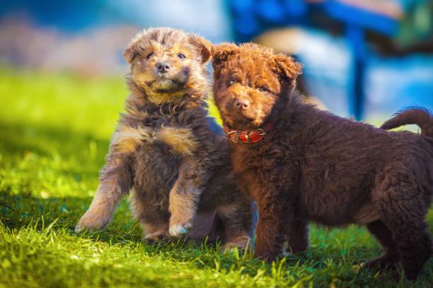 istock Little puppies playing outside 1063470104