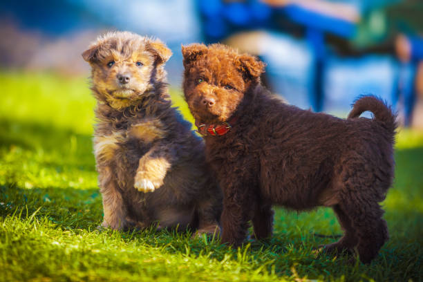 istock Little puppies playing outside 1063470106