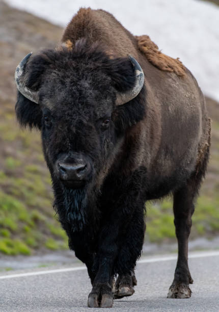 istock Buffalo Walks Along Paved Road 1063472920
