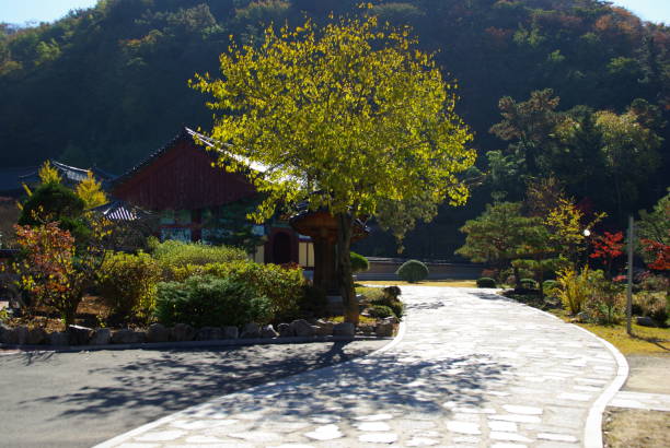 istock A wonderful tree to receive the light beam VH539 1063482098