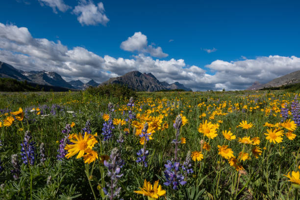margherite gialle in wildflower field in montana - montana mountain us glacier national park mountain range foto e immagini stock