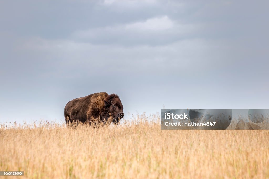 one single majestic buffalo standing in tall golden colored grass horizontal image of one big majestic bison standing in a tall field of golden grass under a light gray smooth sky in the summer with room for text. American Bison Stock Photo