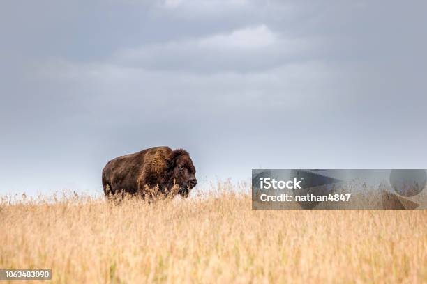 One Single Majestic Buffalo Standing In Tall Golden Colored Grass Stock Photo - Download Image Now