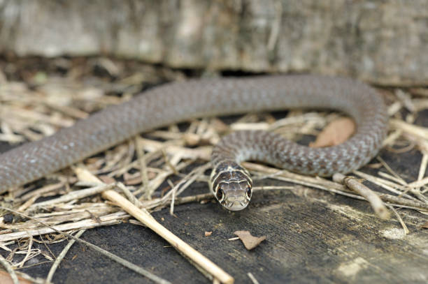 少年グラスは、ヘビ (hierophis viridiflavus) - hierophis viridiflavus ストックフォトと画像