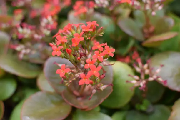 Photo of Kalanchoe blossfeldiana Poelln, Flaming Katy, Christmas Kalanchoe. Herbaceous with red flowers.